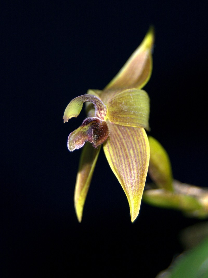 Maxillaria avis