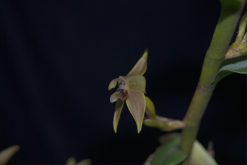 Maxillaria avis photo 4