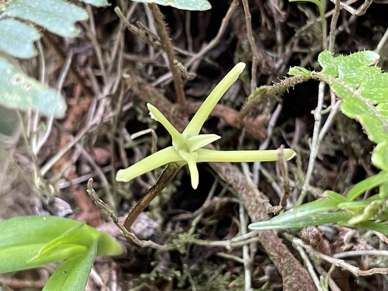 Maxillaria calcarata