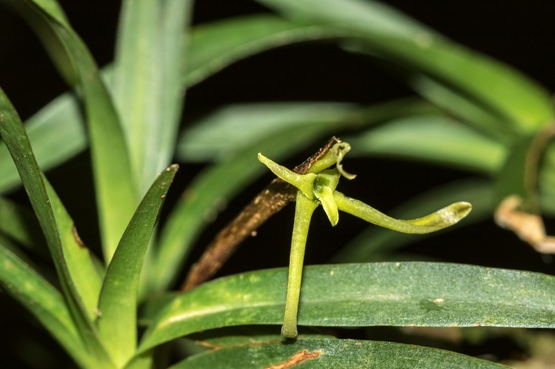 Maxillaria calcarata photo 2