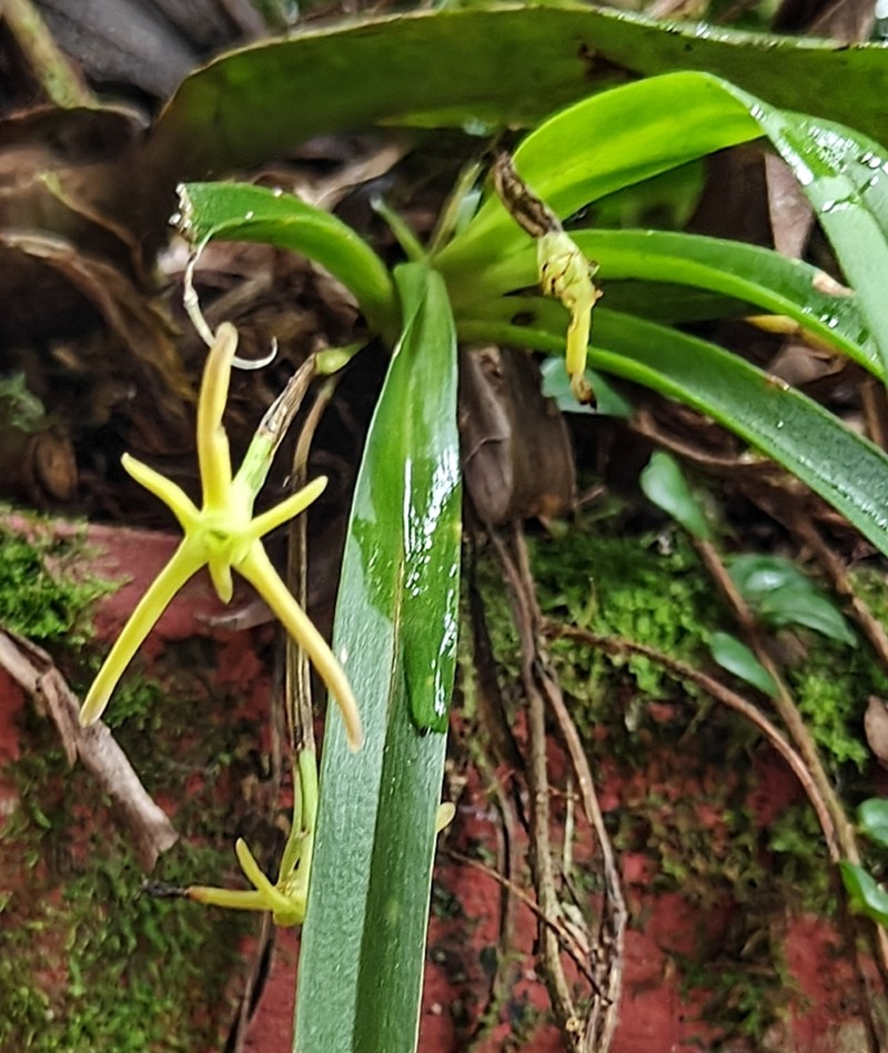 Maxillaria calcarata photo 3