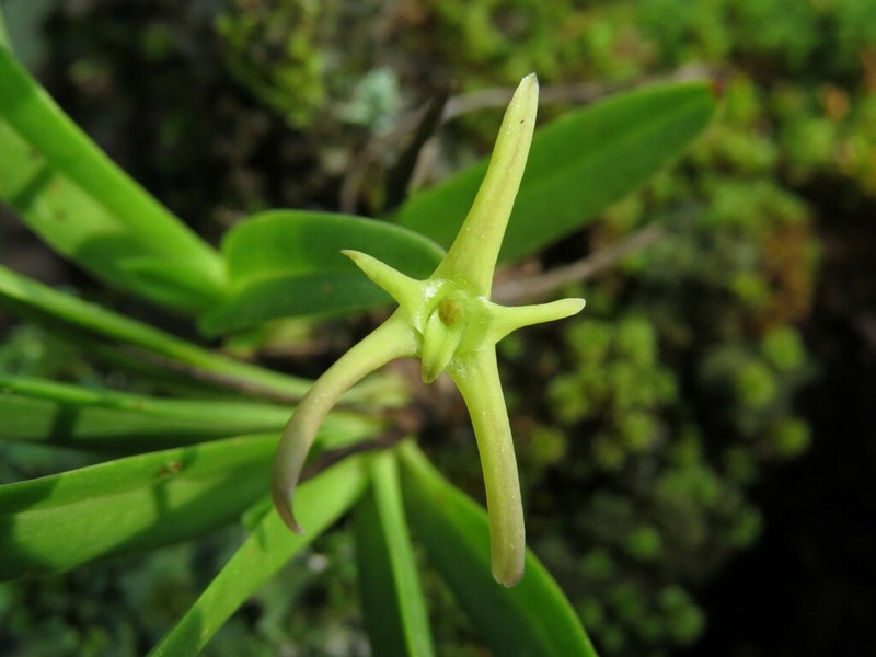 Maxillaria calcarata photo 4