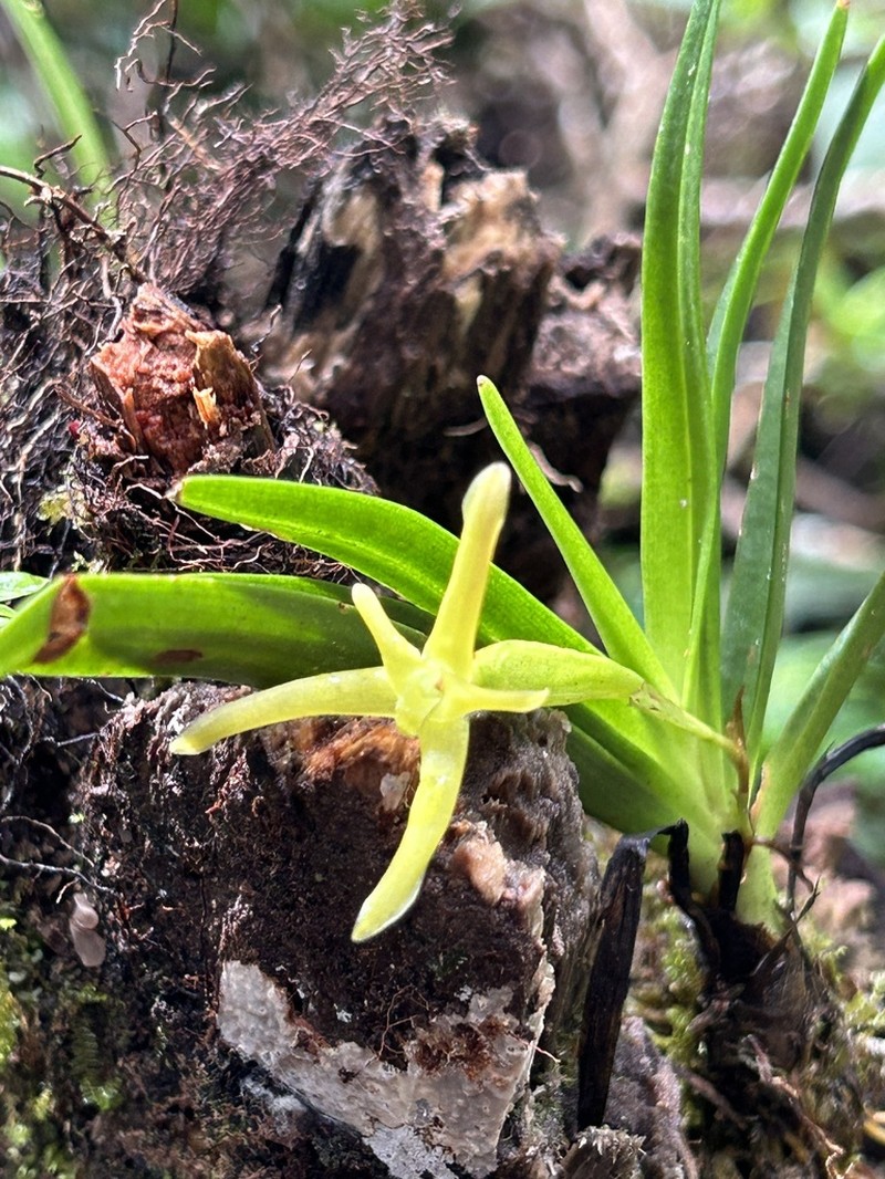 Maxillaria calcarata photo 5
