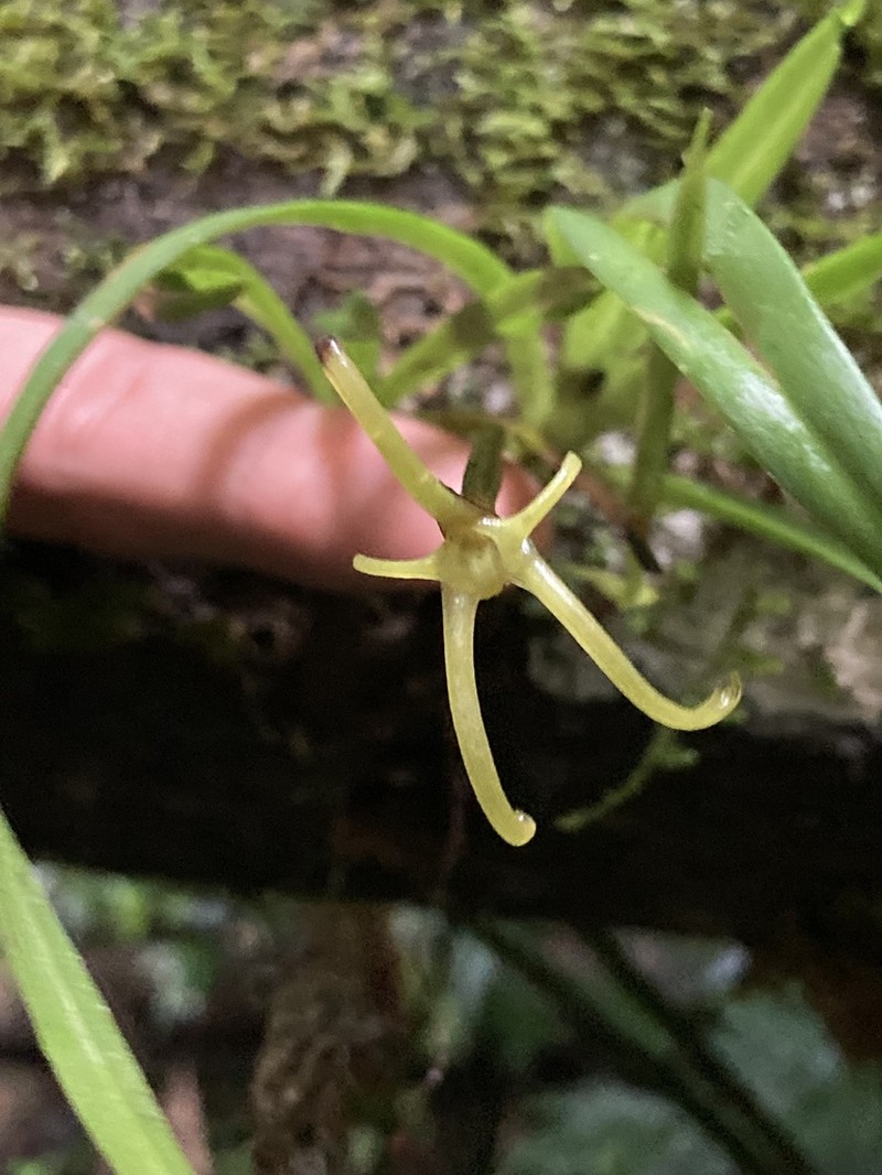 Maxillaria calcarata photo 6