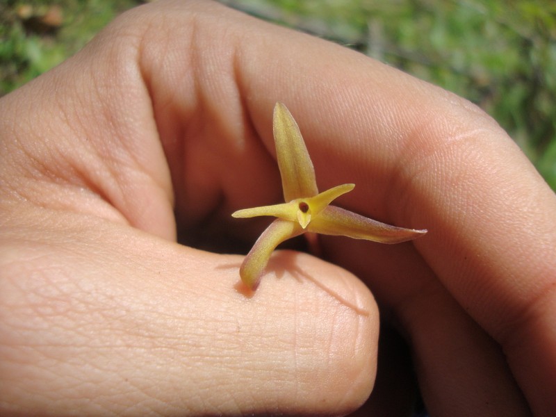 Maxillaria calcarata photo 7