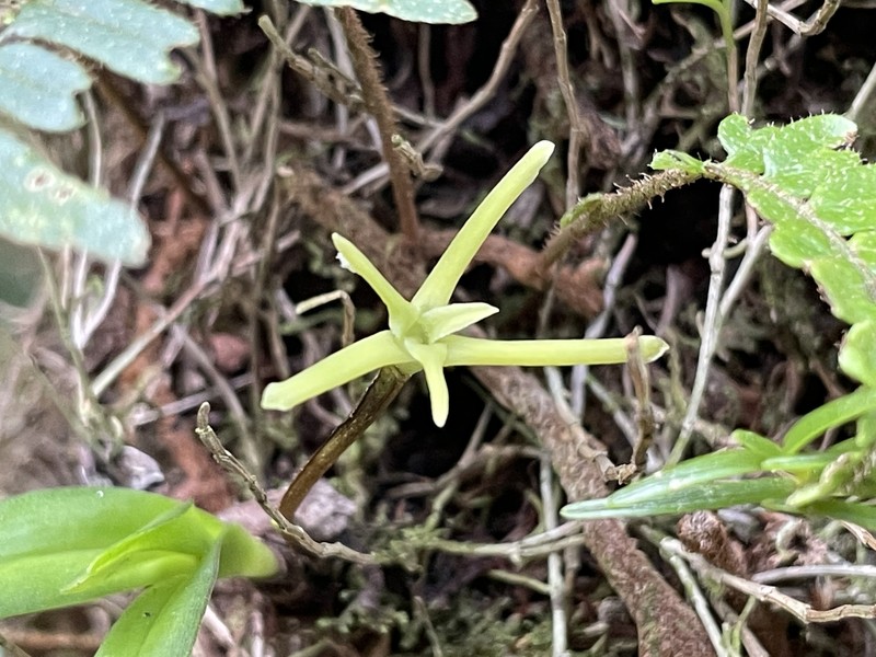 Maxillaria calcarata photo 8