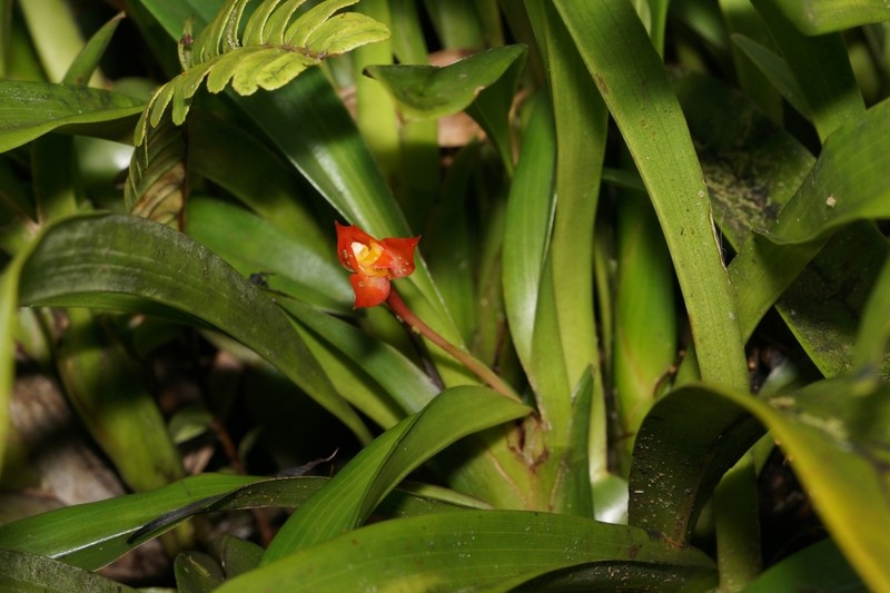 Flame Orchid