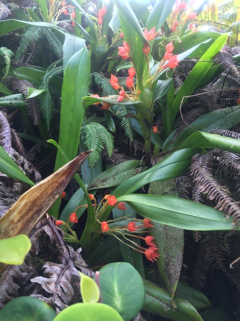 Flame Orchid photo 2