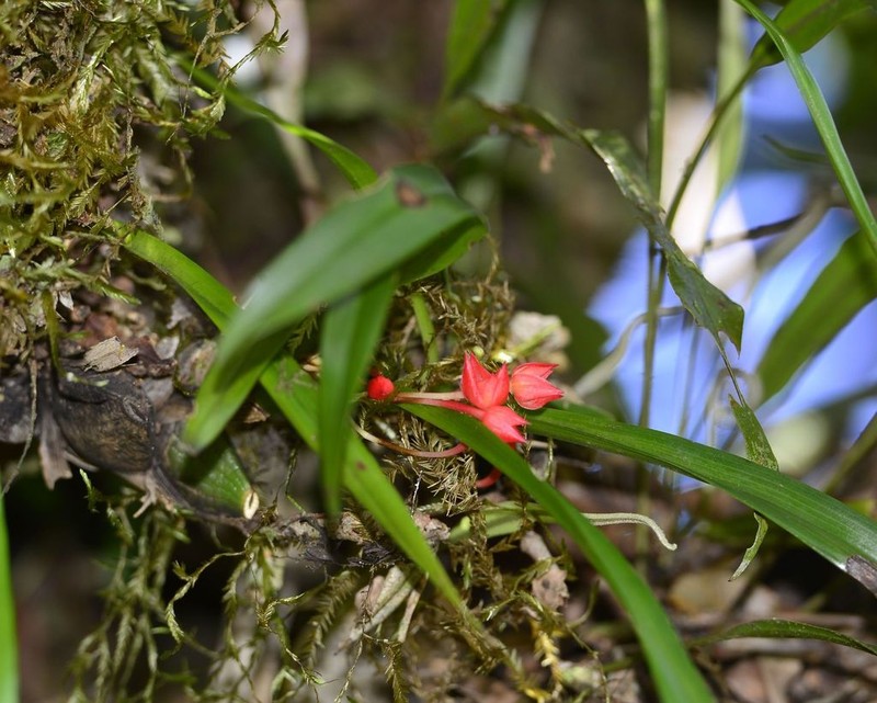 Flame Orchid photo 3