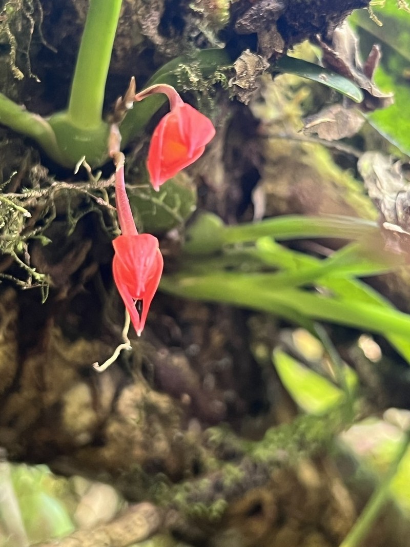 Flame Orchid photo 5