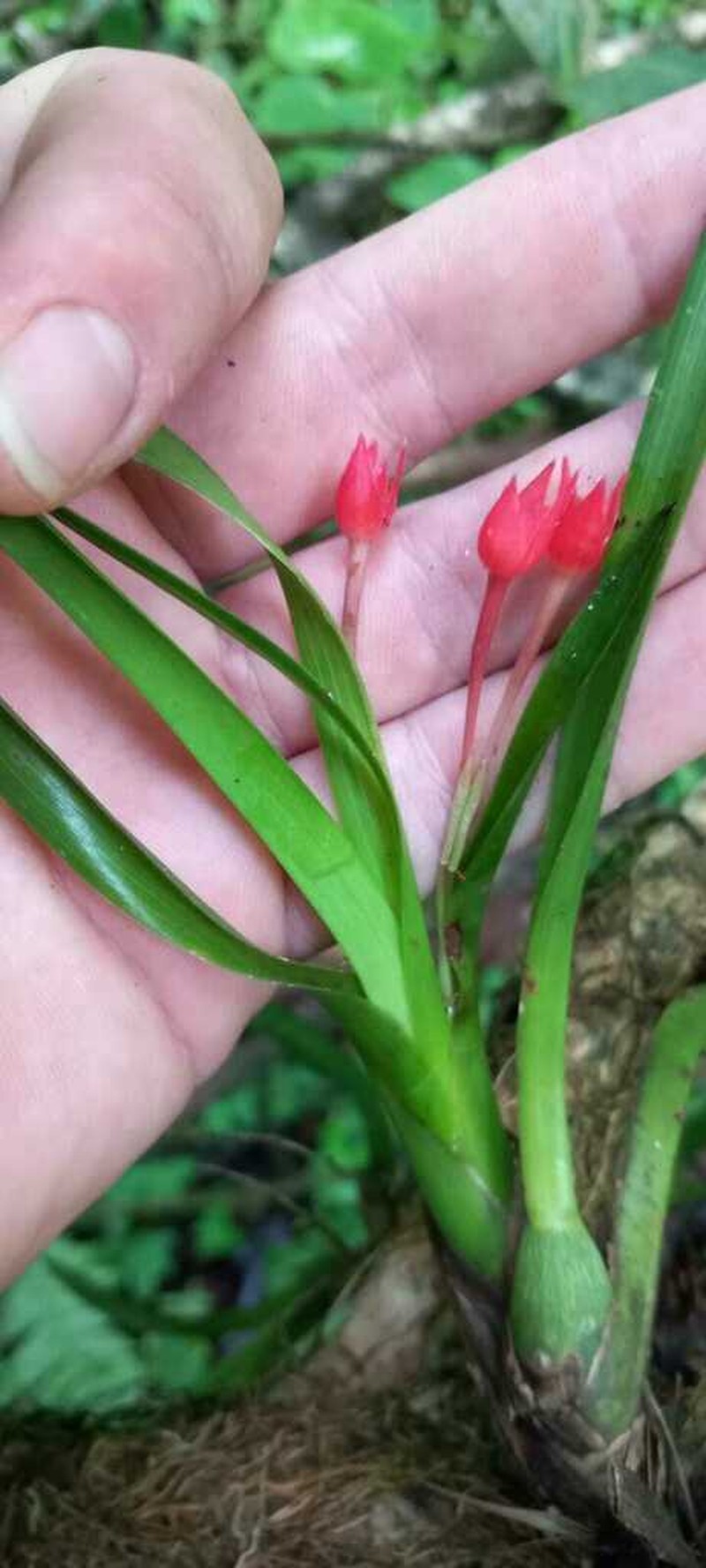 Flame Orchid photo 6