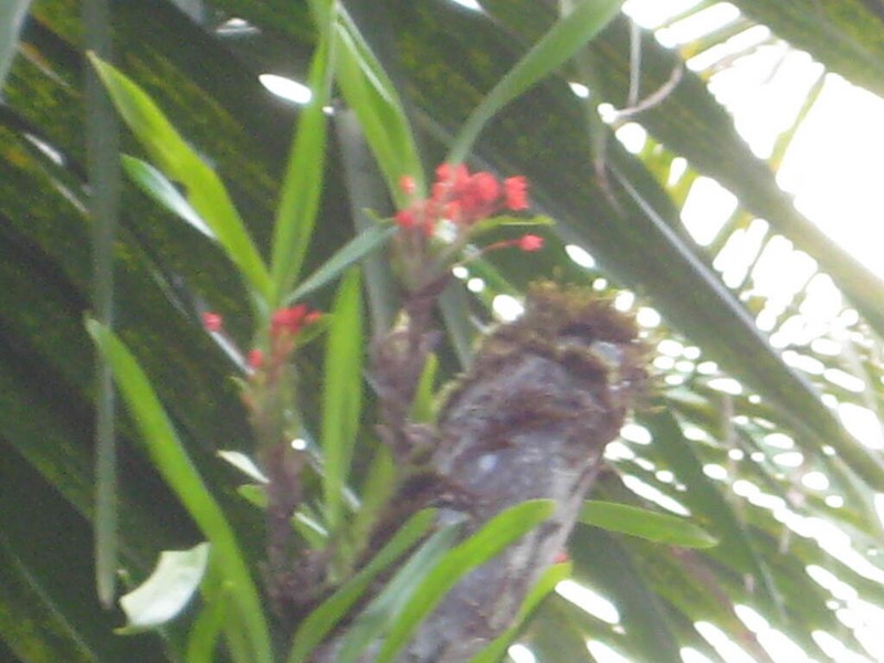 Flame Orchid photo 8