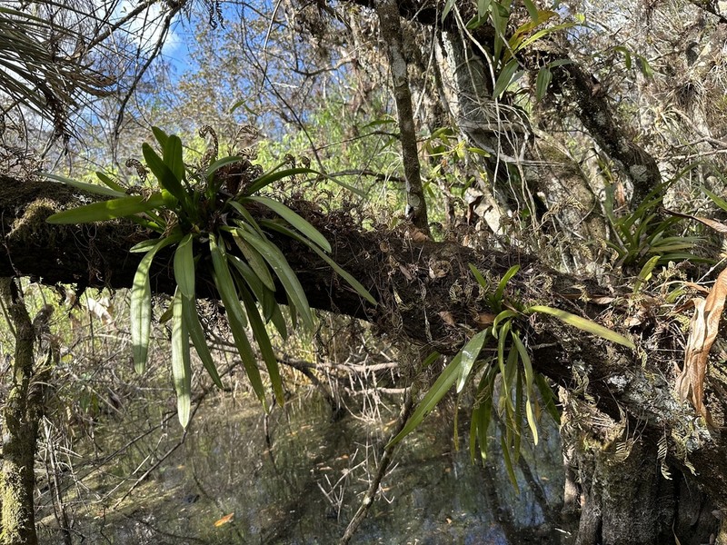 Hidden Orchid