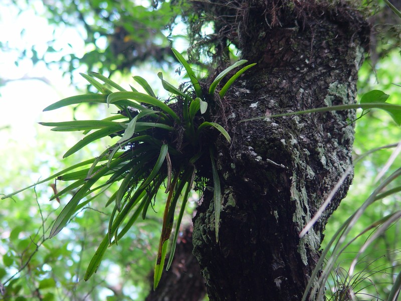 Hidden Orchid photo 2