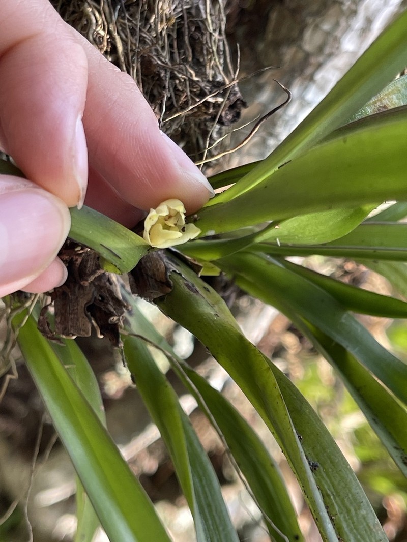 Hidden Orchid photo 3