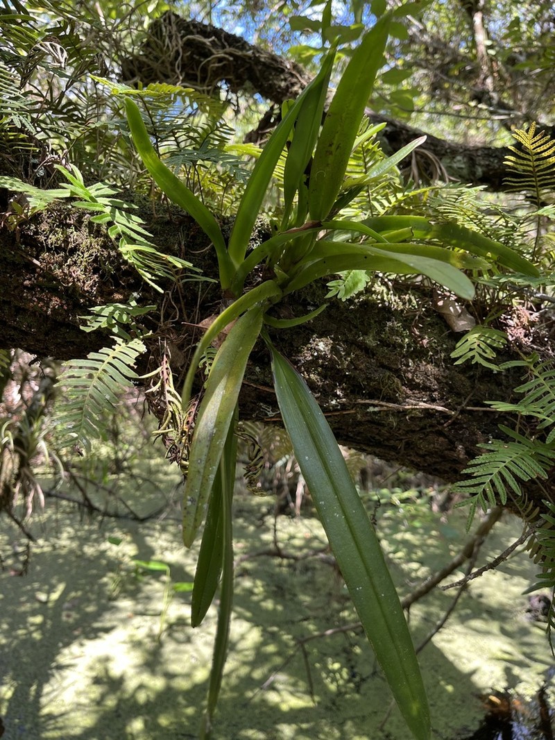Hidden Orchid photo 4