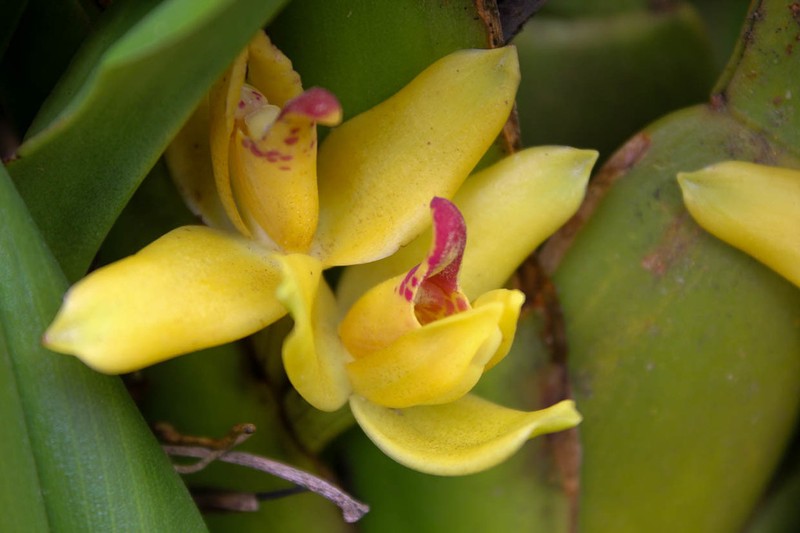 Hidden Orchid photo 5
