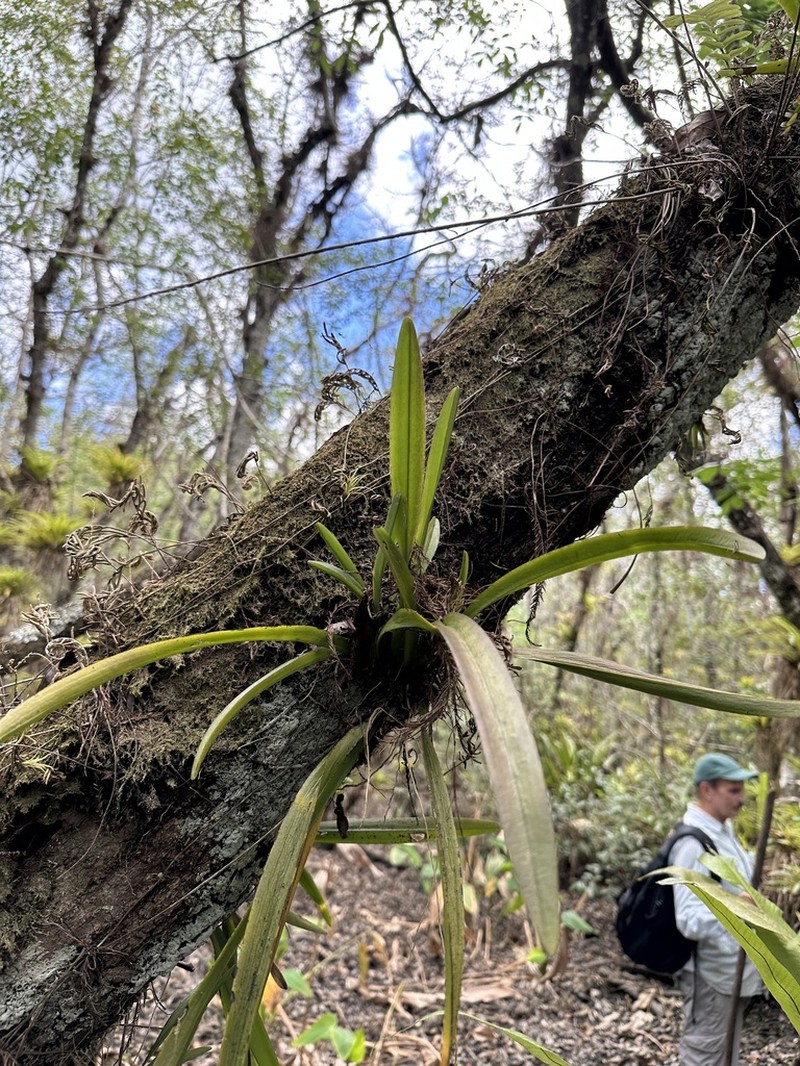 Hidden Orchid photo 6
