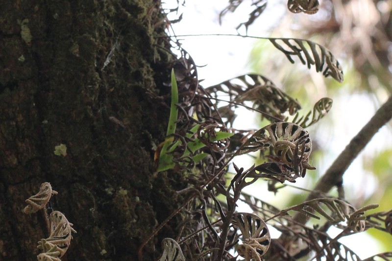 Hidden Orchid photo 7