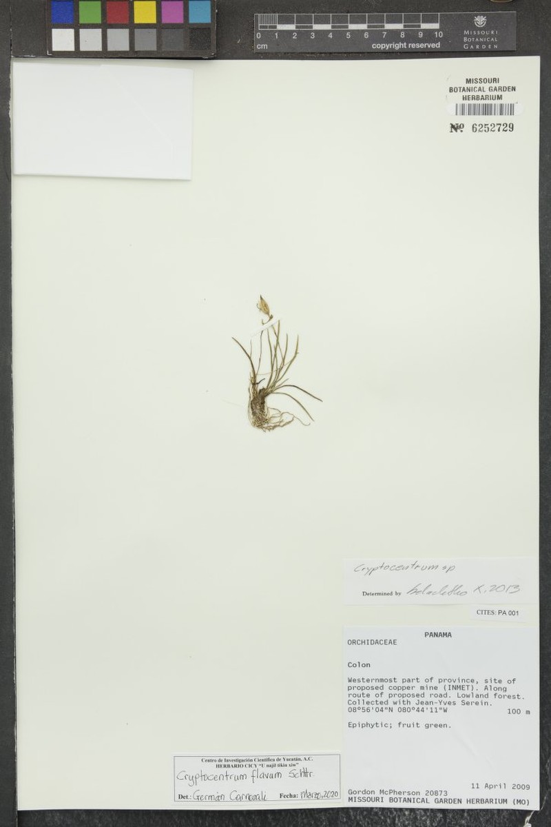Maxillaria cryptocentroides