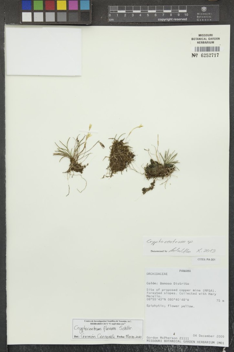 Maxillaria cryptocentroides photo 2