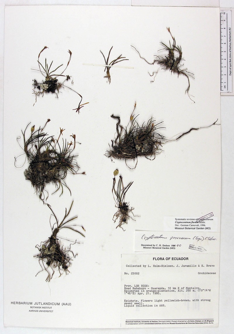 Maxillaria cryptocentroides photo 3