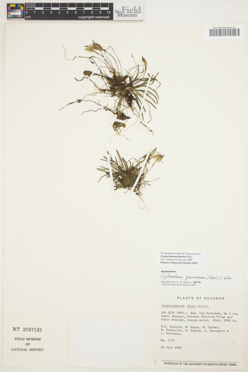 Maxillaria cryptocentroides photo 4