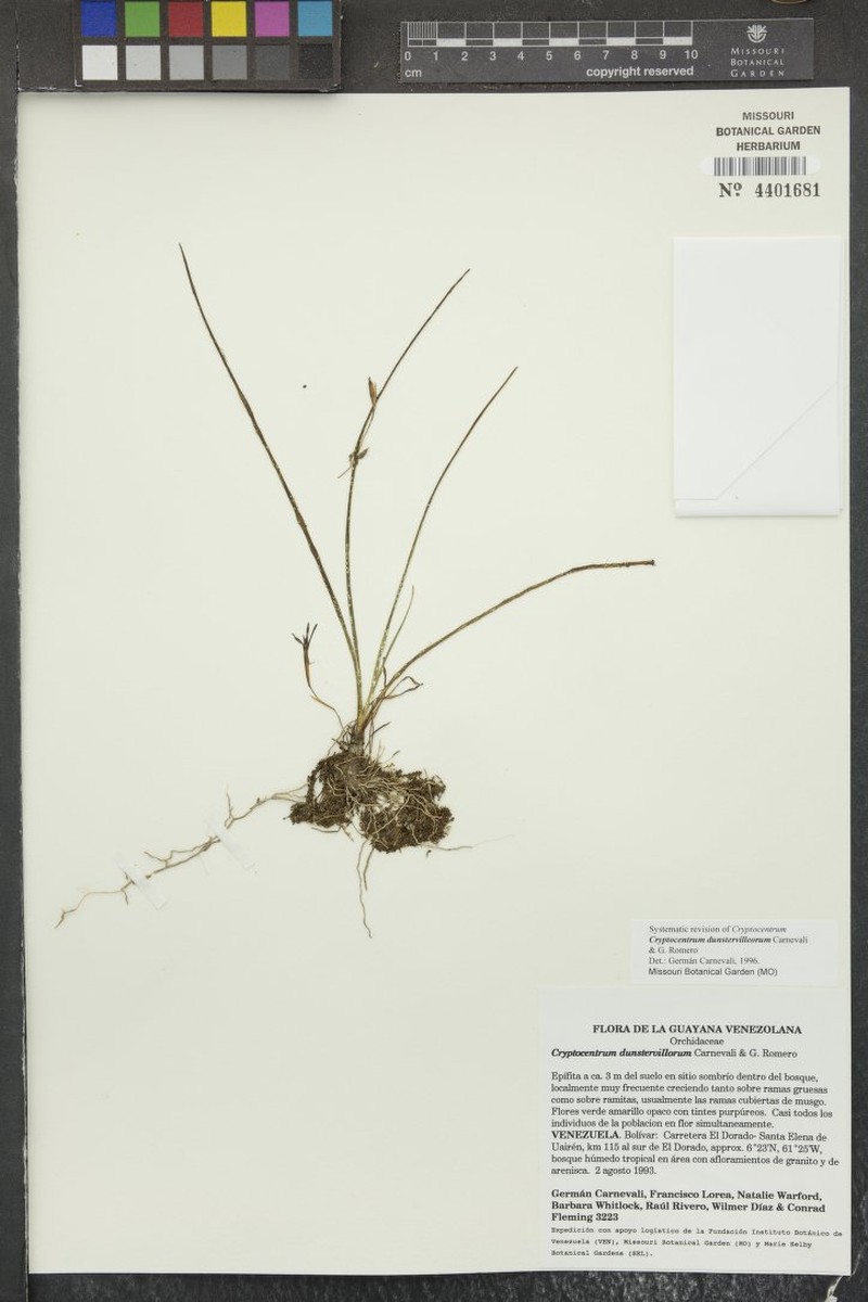 Maxillaria dunstervilleorum