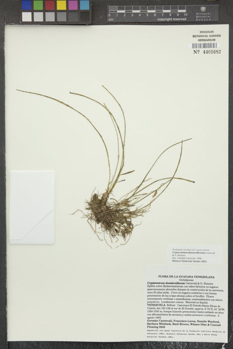 Maxillaria dunstervilleorum photo 2