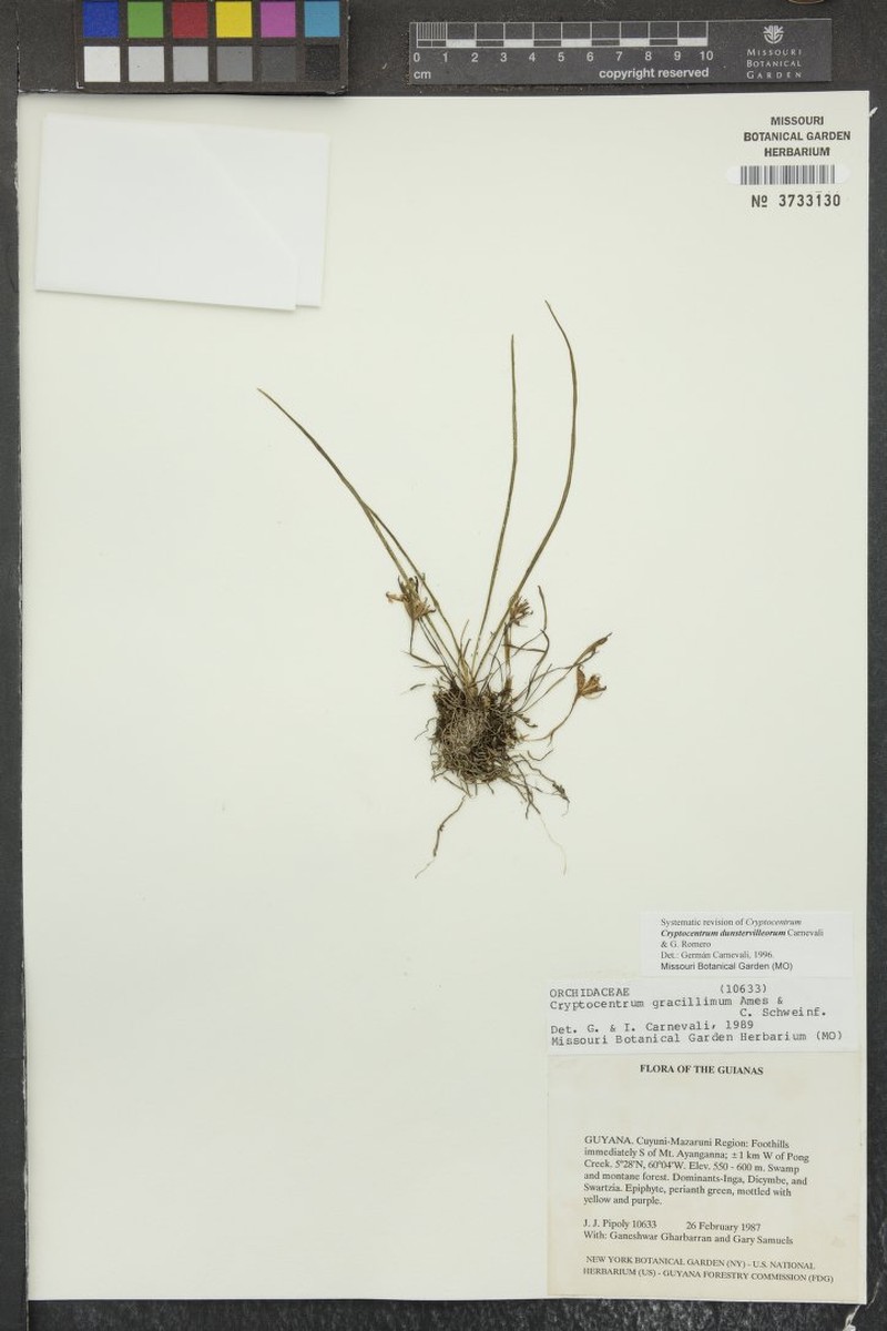 Maxillaria dunstervilleorum photo 3