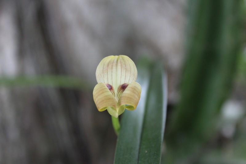 Maxillaria egertoniana photo 2