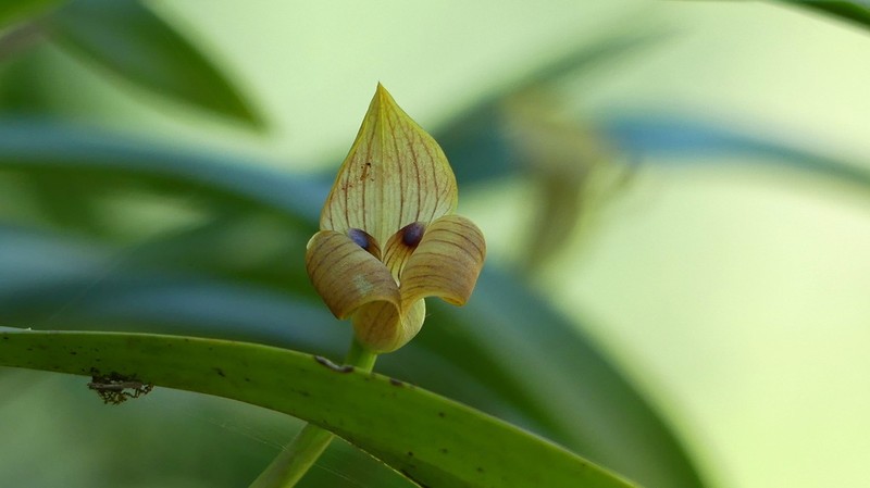 Maxillaria egertoniana photo 3