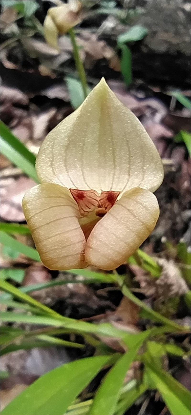 Maxillaria egertoniana photo 4