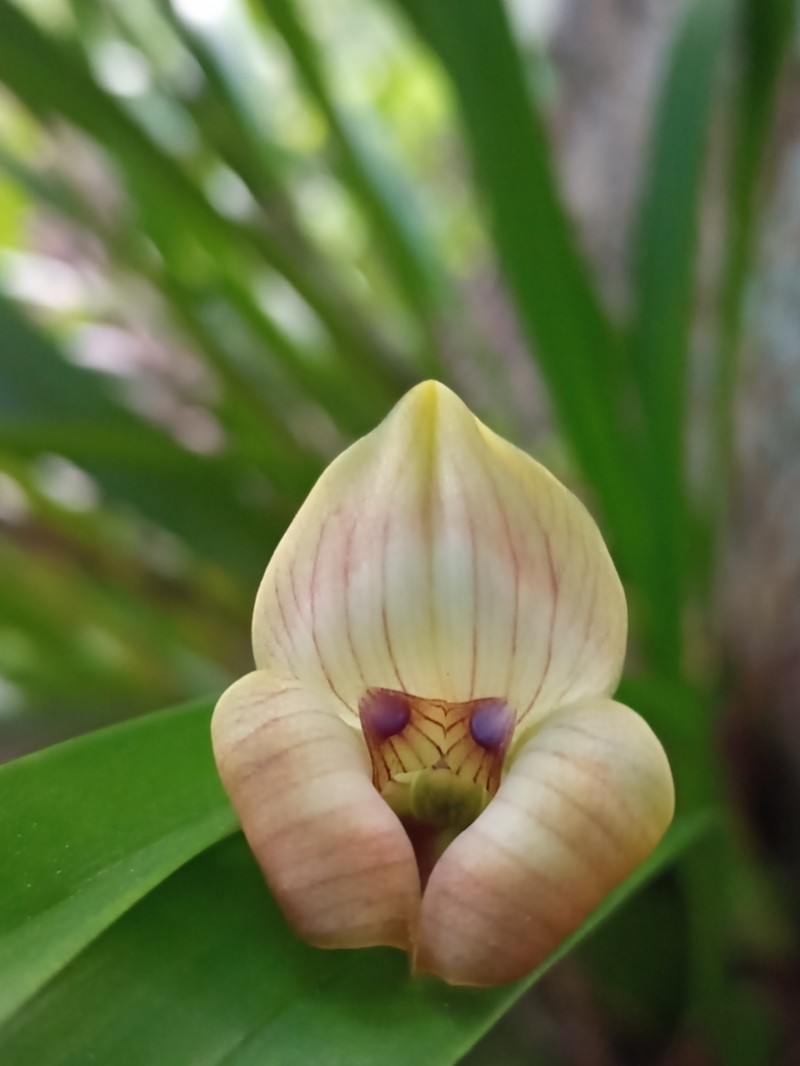 Maxillaria egertoniana photo 5