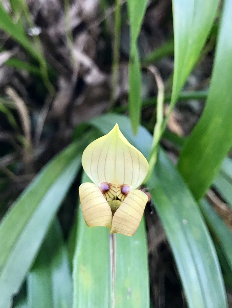 Maxillaria egertoniana photo 6