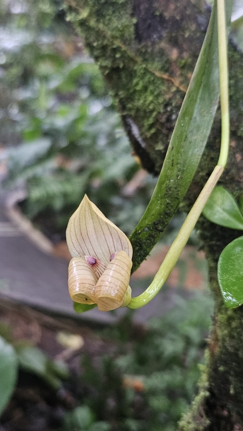 Maxillaria egertoniana photo 7