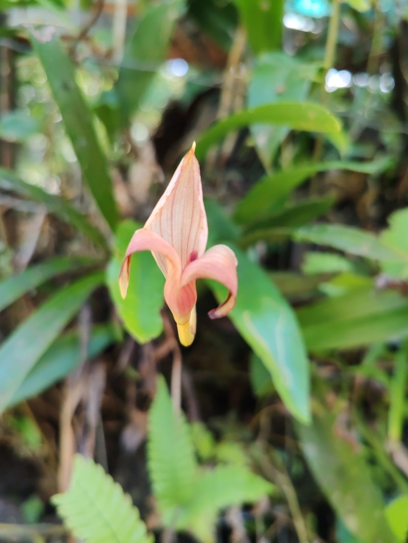 Maxillaria egertoniana photo 8