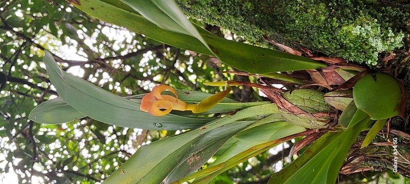 Maxillaria elluziae
