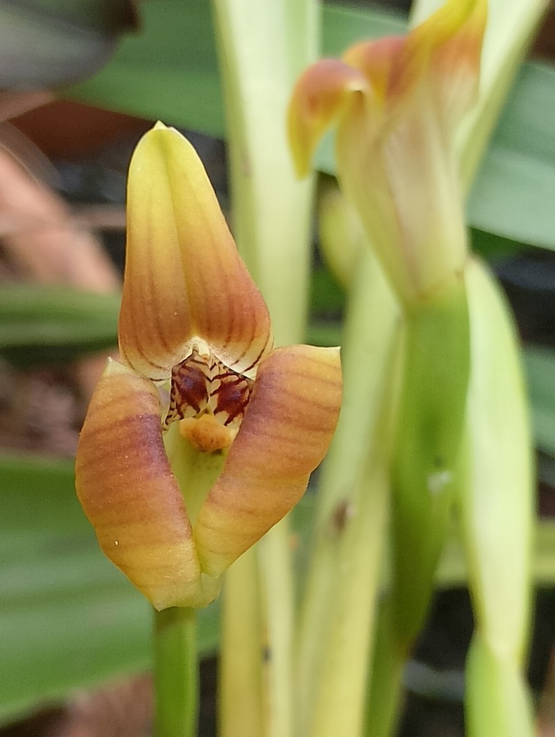 Maxillaria elluziae photo 2