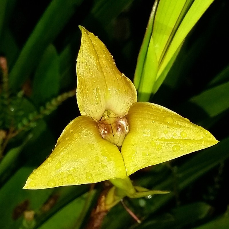 Maxillaria erikae photo 2