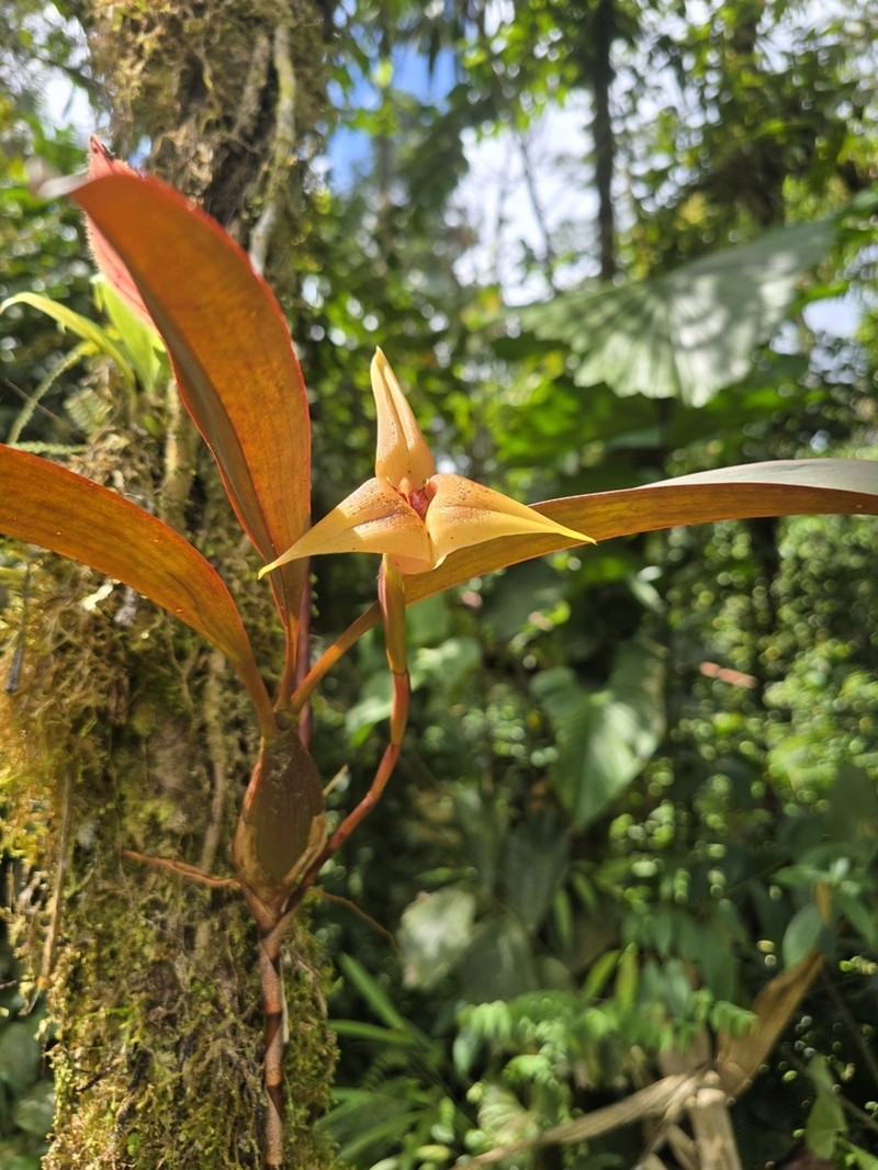Maxillaria erikae photo 3