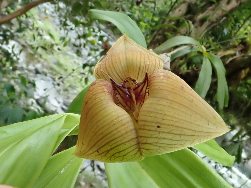 Maxillaria erikae photo 4