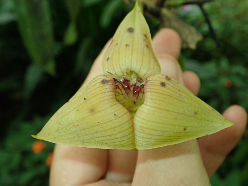 Maxillaria erikae photo 5