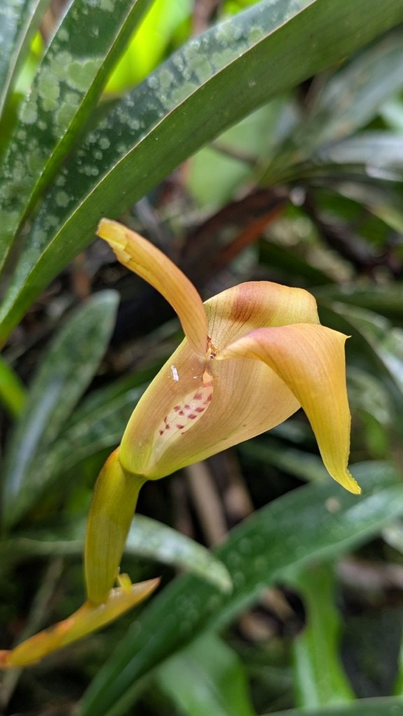 Maxillaria erikae photo 6