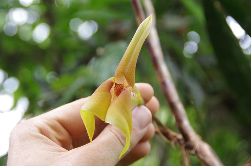Maxillaria erikae photo 7