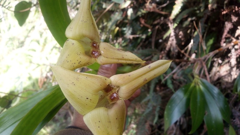 Maxillaria erikae photo 8