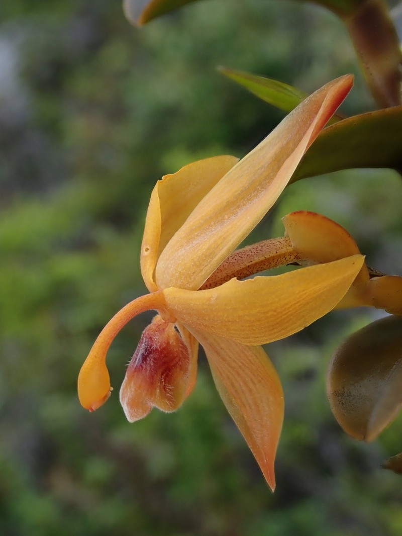 Maxillaria frontinoensis
