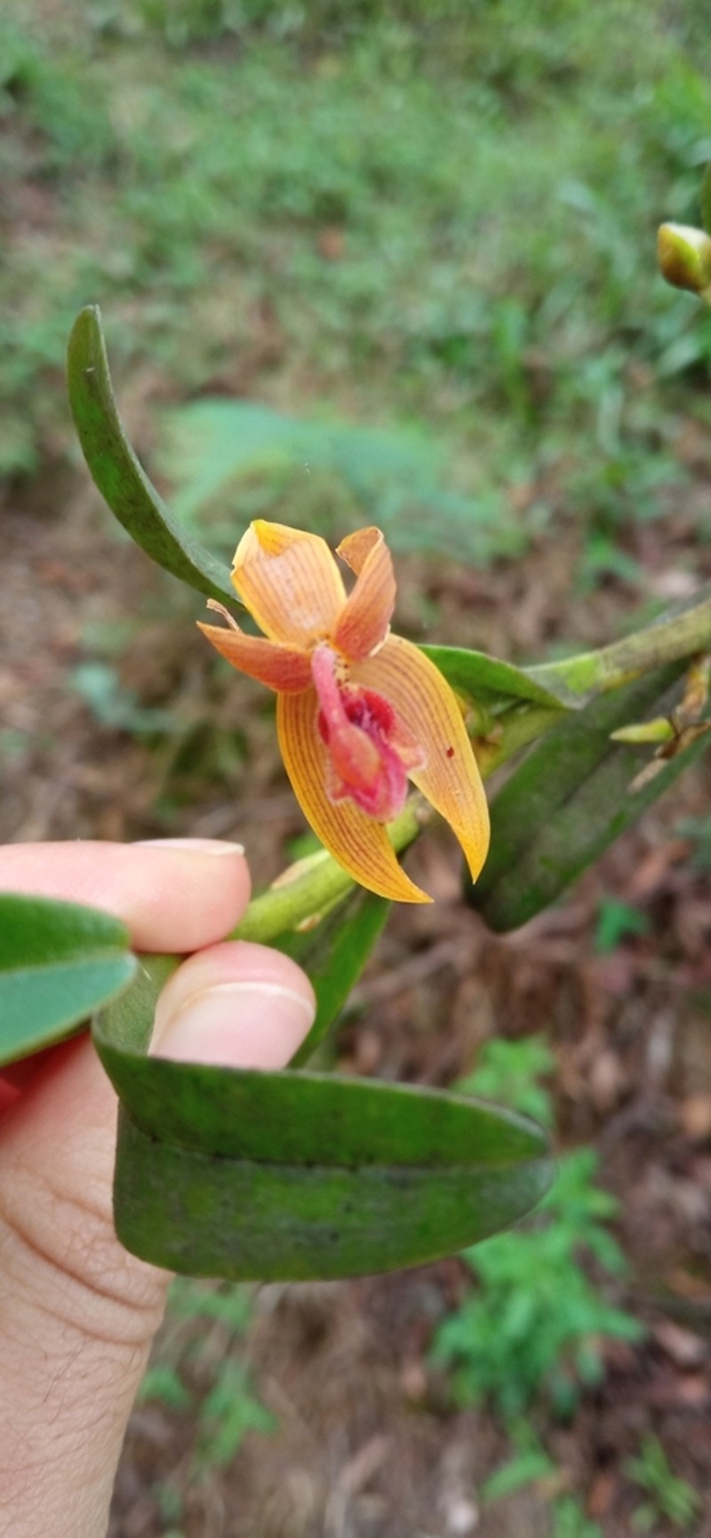 Maxillaria frontinoensis photo 2