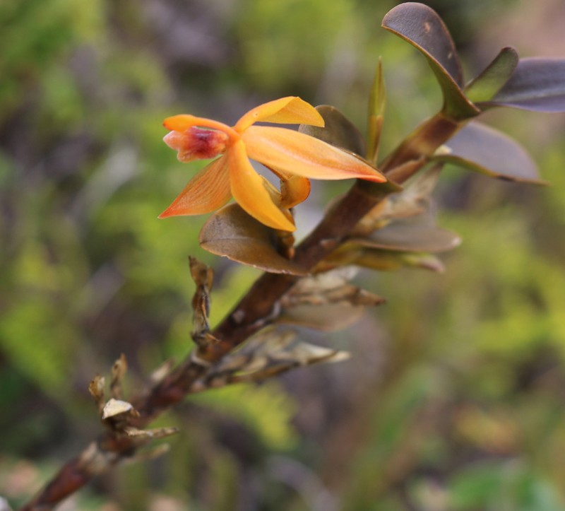 Maxillaria frontinoensis photo 3