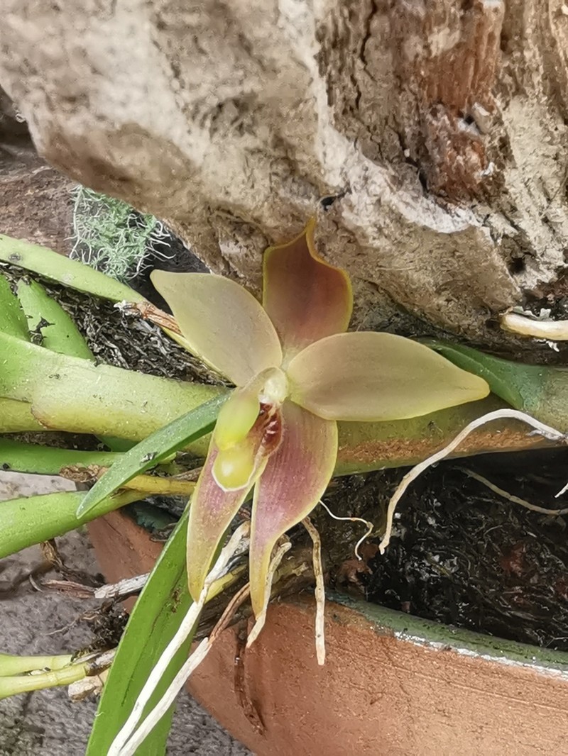 Maxillaria frontinoensis photo 5